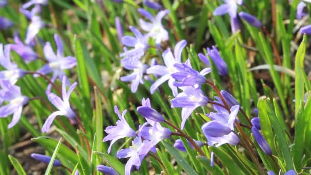 荣耀的雪 (chionodoxa) 花与德鲁 — 图库视频影像