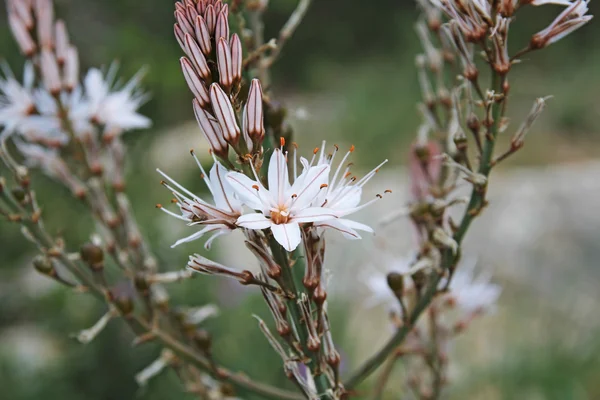 Flor de asphodel de verão — Fotografia de Stock