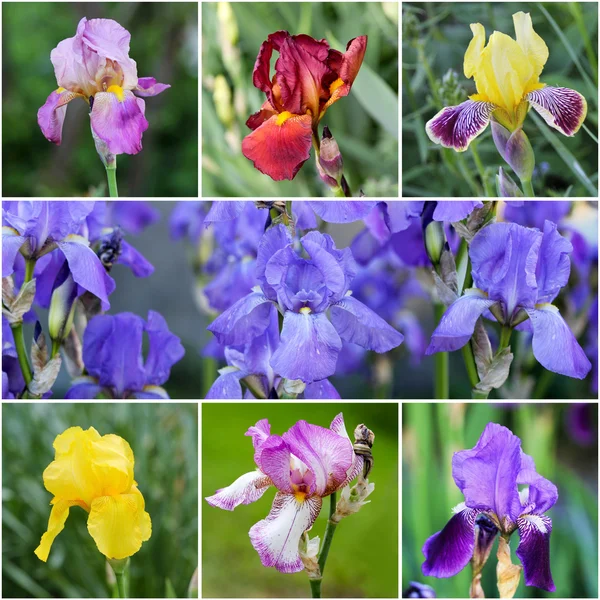 Iris květinová koláž — Stock fotografie