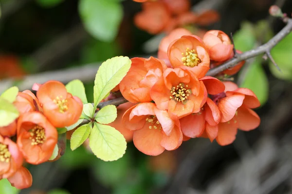 Pomarańczowo-czerwony flowering Pigwa — Zdjęcie stockowe