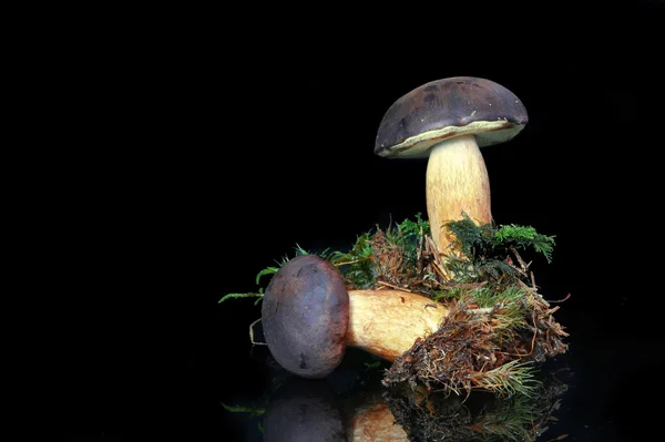 버섯 베이 Bolete (Boletus badius) — 스톡 사진