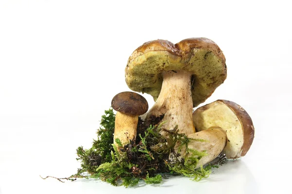 버섯 페니 롤빵 (Boletus 새싹) — 스톡 사진