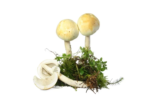 Agaricus abruptamente bulbosa (Agaricus abruptibulbus ) — Fotografia de Stock