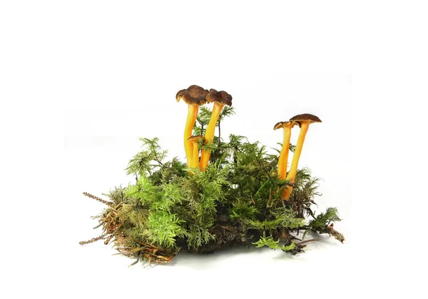 Pé-amarelado de cogumelos (Cantharellus lutescens ) — Fotografia de Stock