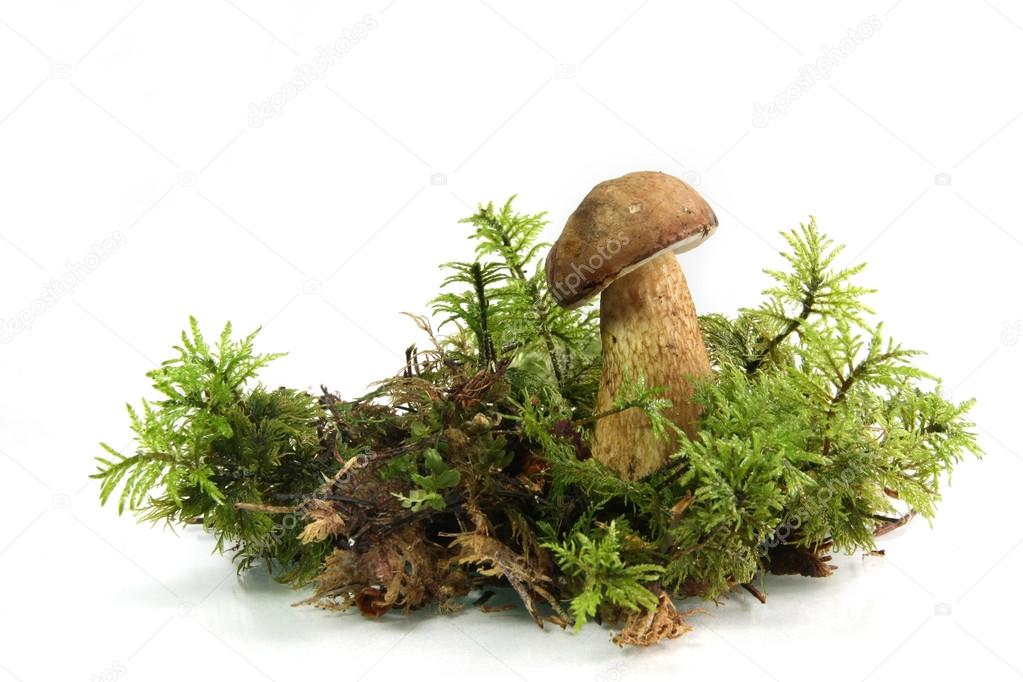 Bay Bolete (Boletus badius) Mushroom