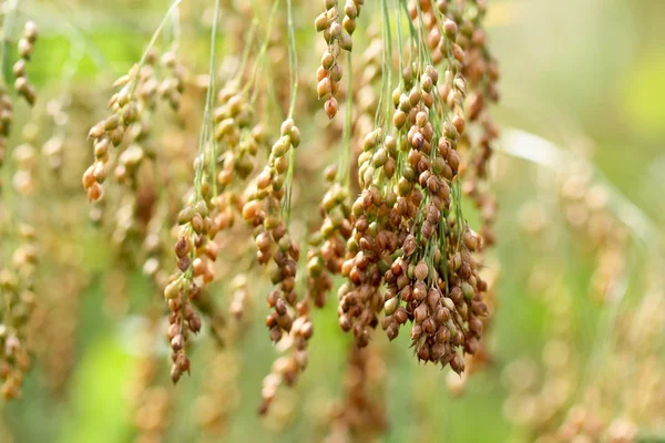 Golden millets — Stock Photo, Image