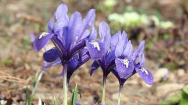 Yağmur damlaları ile Hollandalı minyatür mavi iris (Iris reticulata)