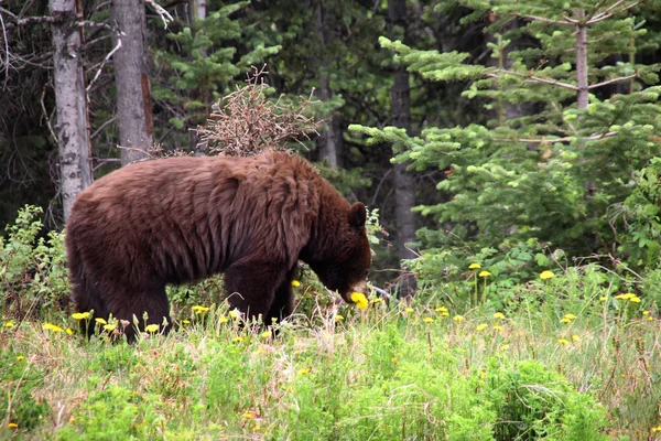 Urso pardo comendo dente-de-leão, Alasca — Fotografia de Stock