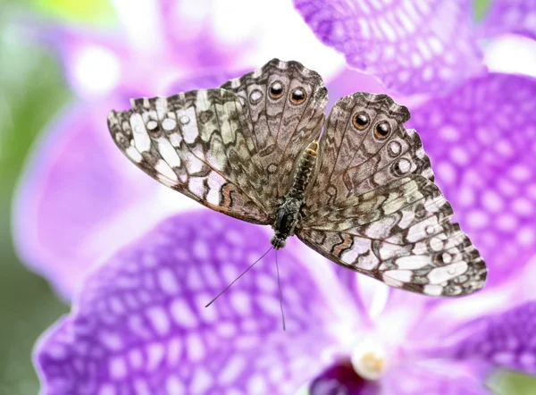 Farfalla cracker grigio (Hamadryas februa ) — Foto Stock