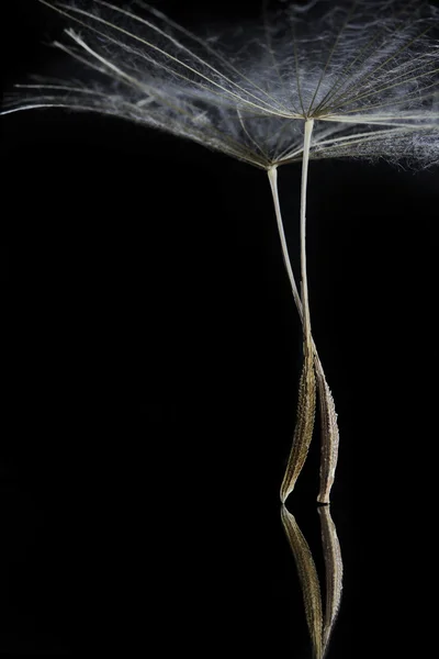 Dandelion seed (super macro) — Stock Photo, Image