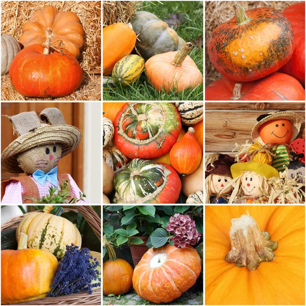 Pumpkin harvest collage — Stock Photo, Image