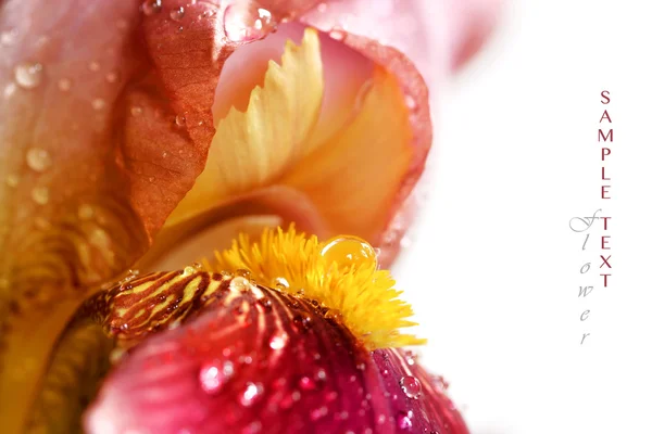Iris květina s kapkou vody — Stock fotografie