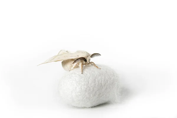 Silk Moth on Silk Cocoon — Stock Photo, Image