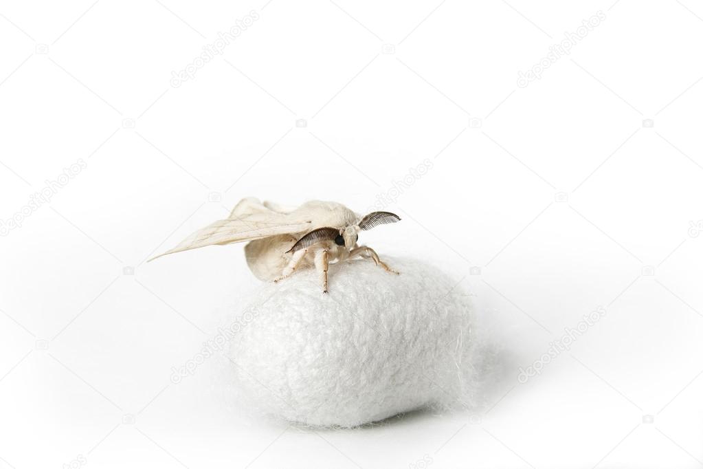 Silk Moth on Silk Cocoon