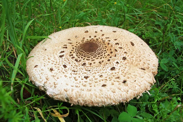 Mushroom Parasol (Macrolepiota procera) — Stock Photo, Image