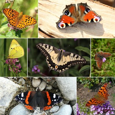 Avrupa kelebek türlerinin kolaj. Serisi III