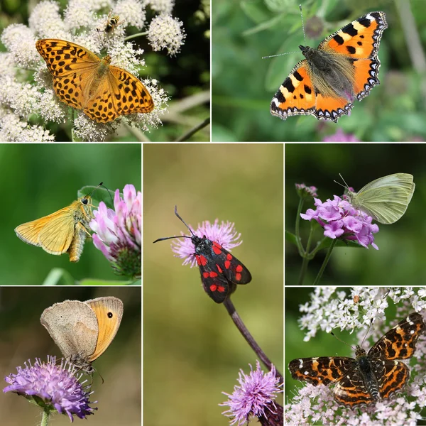 Koláž druhů evropských Butterfly, série Ii — Stock fotografie