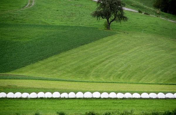 Heno Bales envueltos en plásticos en campo verde —  Fotos de Stock