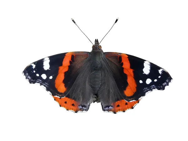 Vlinderslag: nummervlinder, Vanessa atalanta, geïsoleerd — Stockfoto