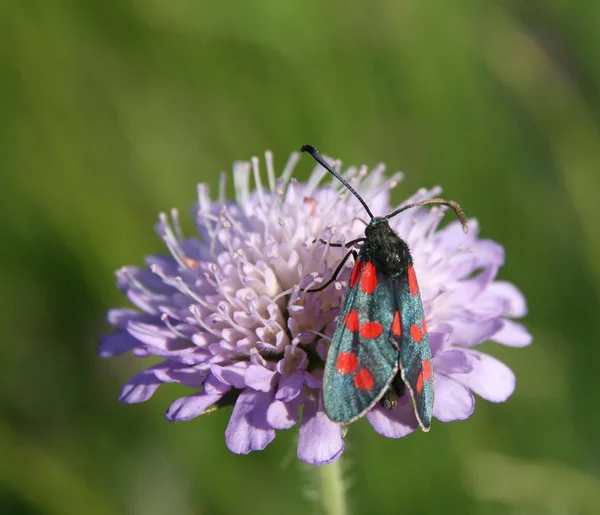 Mariposa - Burnet de seis manchas (Zygaena) en una flor lila —  Fotos de Stock