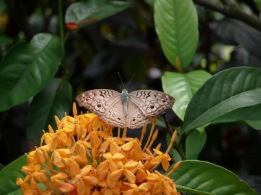 Kelebek gri homo (Junonia atlites)