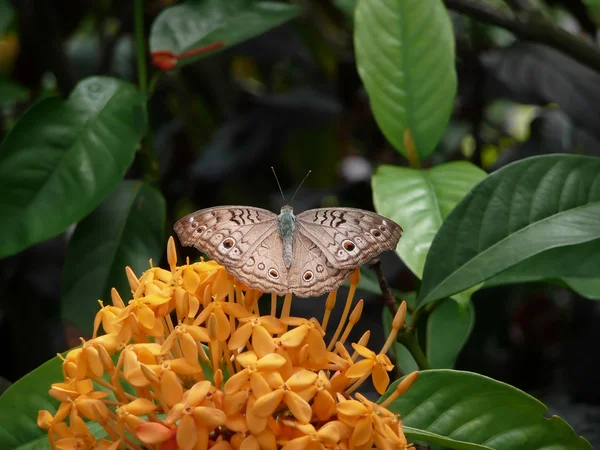 Pansy gris mariposa (Junonia atlites ) — Foto de Stock