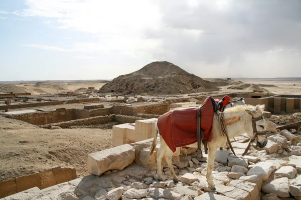 Осёл на археологическом объекте, Гиза, Египет — стоковое фото