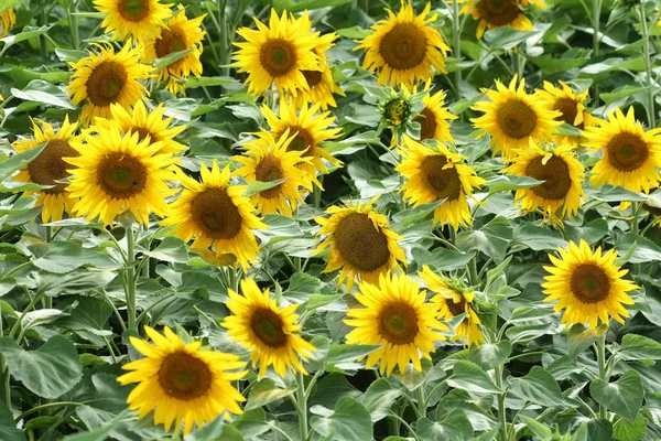 Sunflower field in full frame — Stock Photo, Image