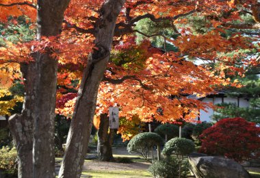 Sonbahar atmosferinde kırmızı akçaağaç olan bir Japon bahçesi.