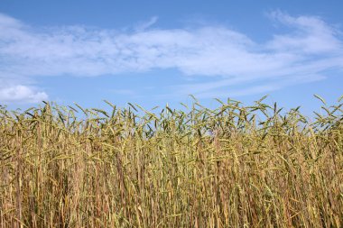 Yazıldığından alan (Triticum spelta)