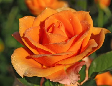 Bahçede çiy damlaları olan kırmızı gül.