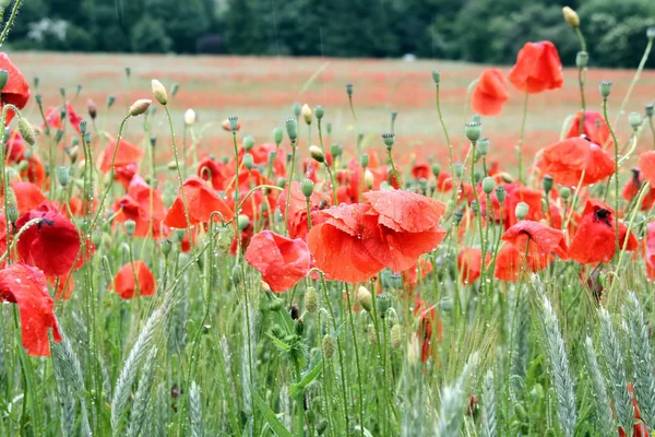 Tarweveld met rode papavers - biodiversiteit — Stockfoto