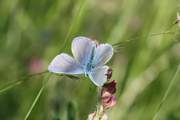 Butterfly Blue Silver-bezaaid (Plebejus argus) — Stockfoto