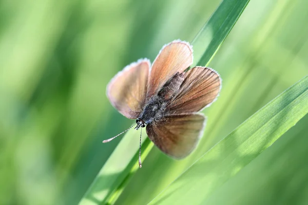 Kelebek gümüş çivili mavi (Plebejus argus) — Stok fotoğraf