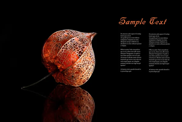 Lampion sec (alkekengi physalis) rétro-éclairé — Photo