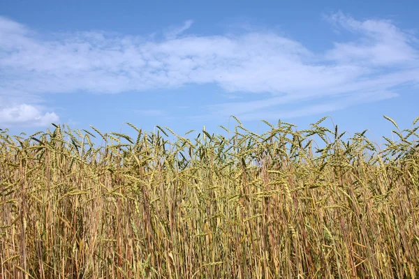 Pole pšenice špalda (Triticum spelta) — Stock fotografie