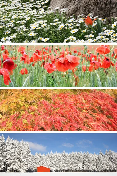 Four season collage — Stock Photo, Image