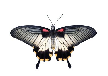Kelebek - büyük Mormon (Papilio memnon)