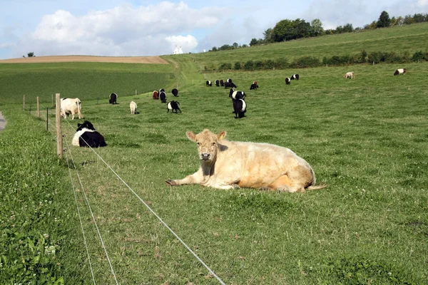 Belted Galloway cows on the farm — Stock Photo, Image