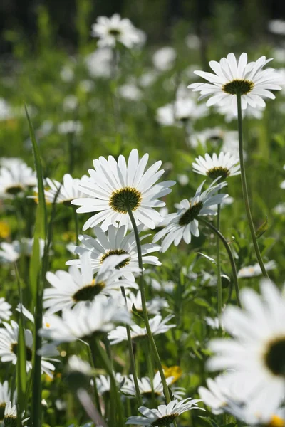 Daisy field in backlit — Stock Photo, Image