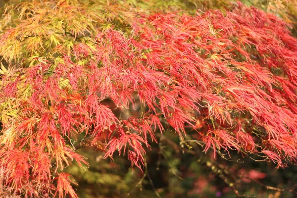 Japansk lønnetre om høsten – stockfoto