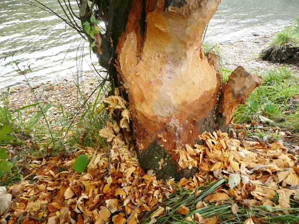 Beaver at Work — Stock Photo, Image