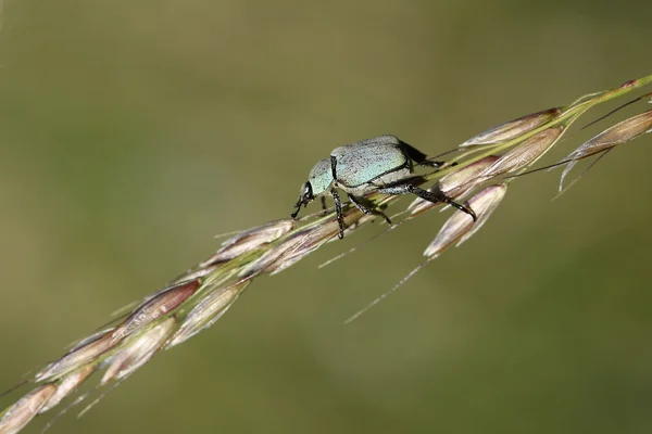 Beetle species - Hoplia argentea — Stock Photo, Image
