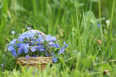 Basket of wild spring flowers of forget-me-not clipart