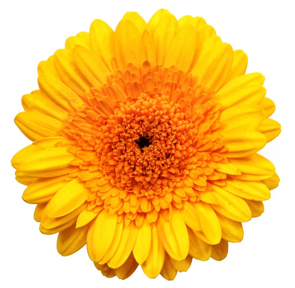 Yellow gerber flower, isolated — Stock Photo, Image