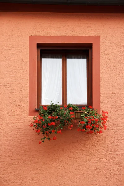 Fenster mit Blume an der roten Wand — Stockfoto
