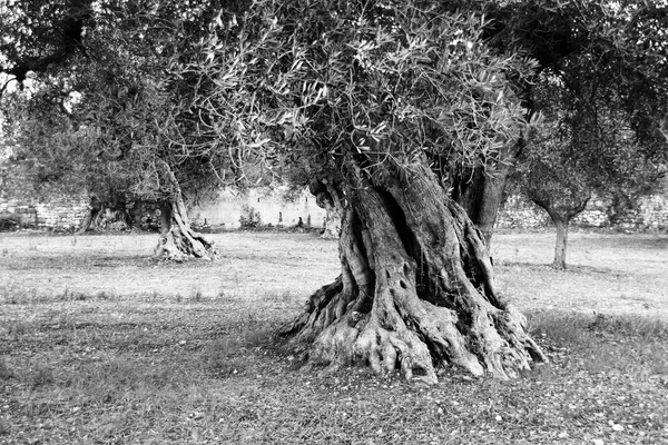 Giant olivträdet i södra Italien — Stockfoto