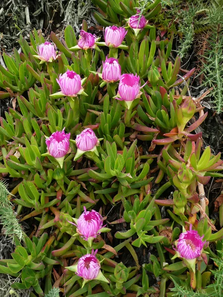 Buz bitki çiçek (Carpobrotus chilensis) — Stok fotoğraf
