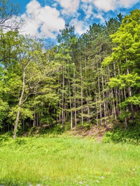 Alandaki uzun ağaçlar