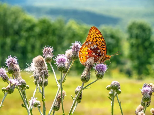 Papillon sur fleurs sauvages — Photo